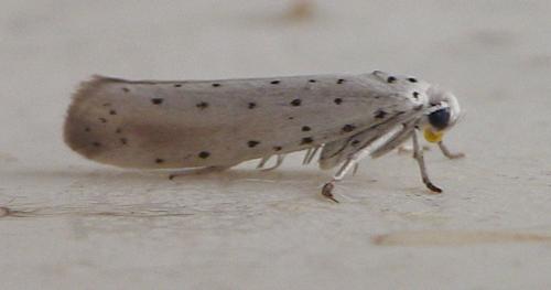 Yponomeuta sp.
